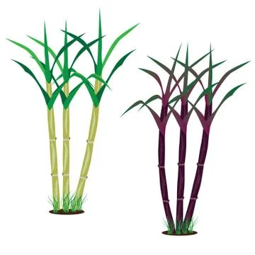 Sugar cane plant vector design Stock Illustration