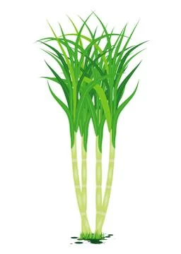 Sugar cane plant vector design Stock Illustration