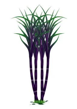 Sugar cane plant vector design Stock Illustration