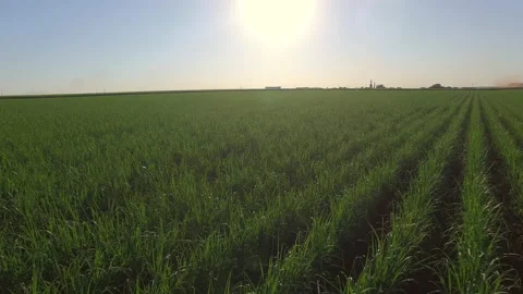Sugar cane plantation farm sunset usine in background Stock Footage
