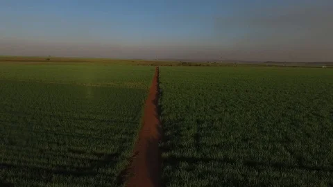 Sugar cane plantation Stockbeeldmateriaal 87966403