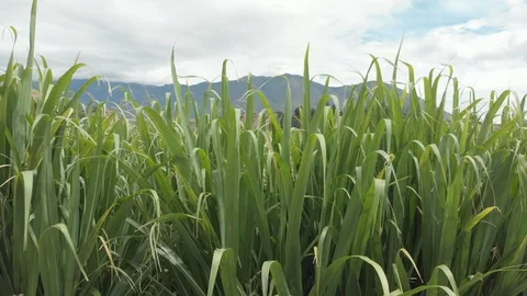 Sugar cane plantation Stock Footage