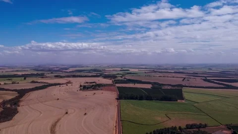 Sugar cane plantation Stock Footage 158672597