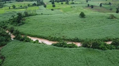 Sugar cane plantation Stock Footage 161098731