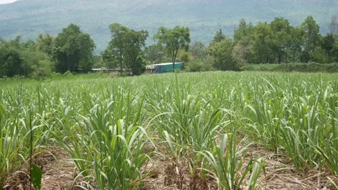 Sugar cane plantation Stock Footage 205475689