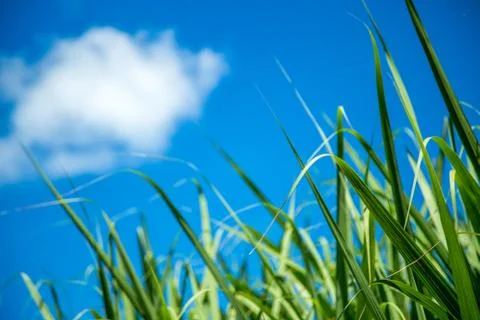 Sugar cane plantation Foto stock