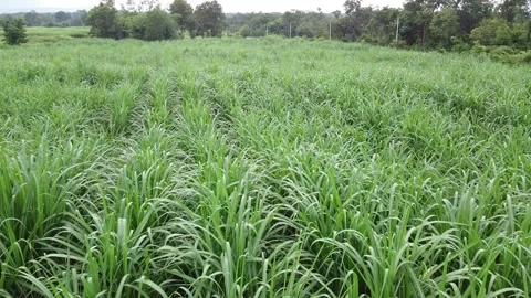 sugar cane plantation Sugar Cane farm. | Stock Video | Pond5