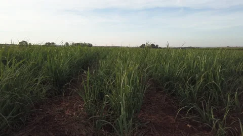 Sugar cane plantation at sunset Stock Footage 155452095