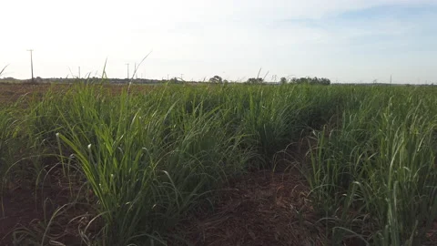 Sugar cane plantation at sunset Stock Footage 155452465