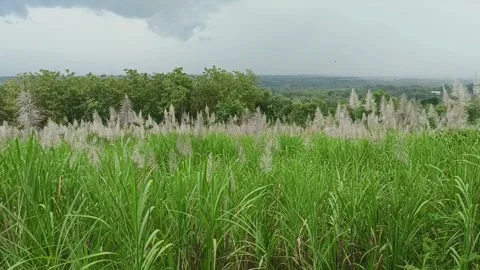 Sugar cane plants against the backdrop of a clear daytime sky Video stock 322721650