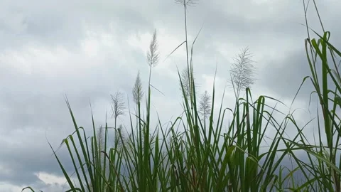 Sugar cane plants against the backdrop of a clear daytime sky Video stock 322721658