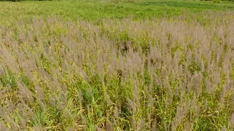 Sugar cane plants with pale flowering tops across dense field in daylight Stock Footage 331979128