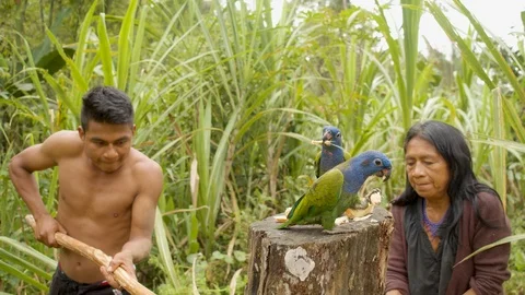 Sugar cane processing and juice removal using traditional indigenous methods in Stock Footage 113507471