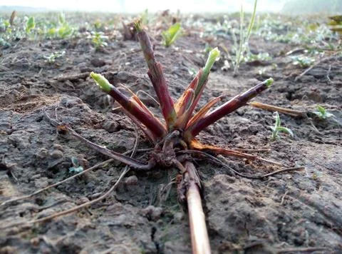 Sugar cane roots Stock Photos