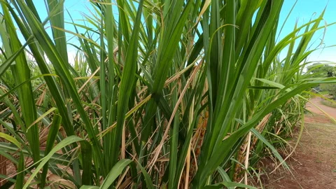 Sugar Cane Row Extreme Close Up Walk Through, eerie, Creepy Stock Footage 130876272