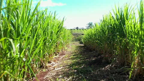 Sugar Cane Row Fly Through Low - Aerial Stock Footage 130874153