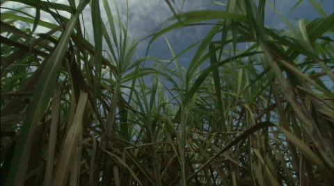 Sugar Cane Sky Stock Footage 299464