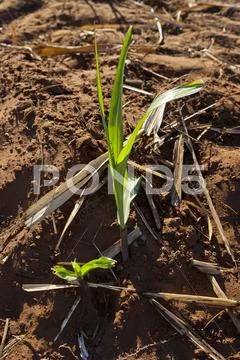 Sugar cane sprouts - fertilizer can bee seen on soil Stock Photos
