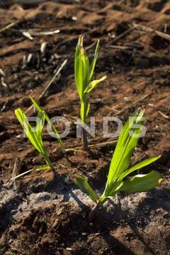 Sugar cane sprouts - fertilizer can bee seen on soil Stock Photos