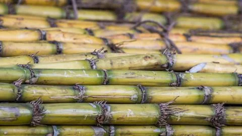 A Sugar Cane Stack Stock Photos