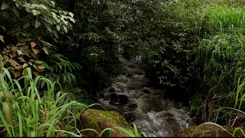 Sugar Cane Stream Stock Footage 104279167