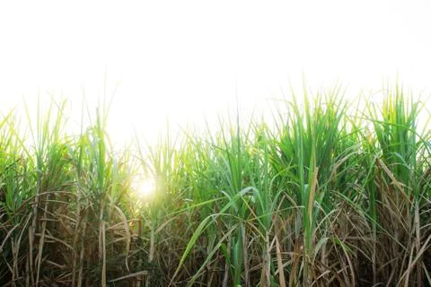Sugar cane with sunlight. Stock Photos