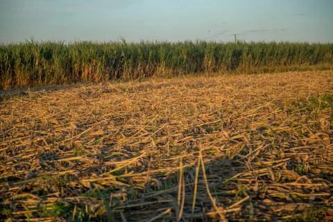 Sugar cane sunset Stock Photos
