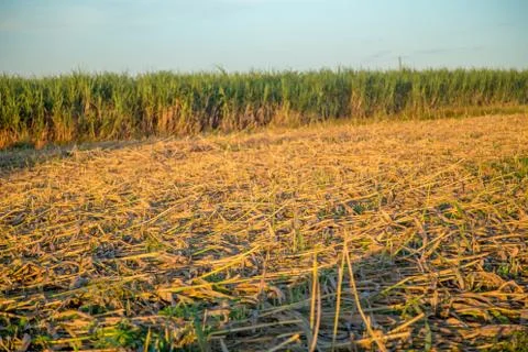Sugar cane sunset Stock Photos