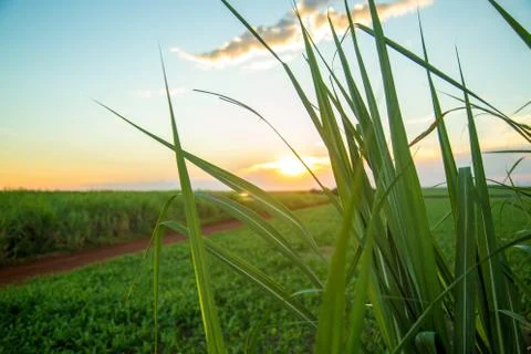Sugar cane sunset Stock Photos