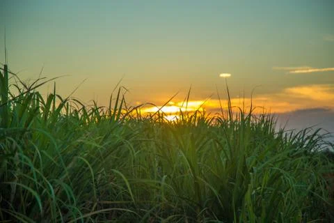 Sugar cane sunset Stock Photos