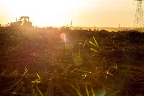 Sugar cane sunset Stock Photos