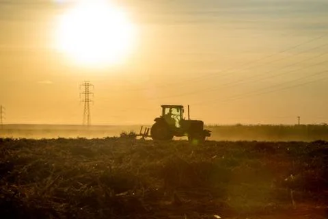 Sugar cane sunset Stock Photos