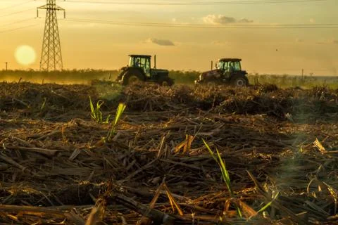 Sugar cane sunset Stock Photos