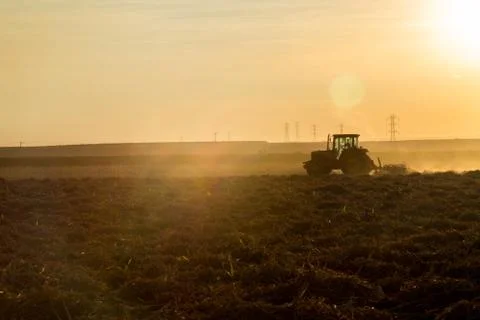 Sugar cane sunset Stock Photos