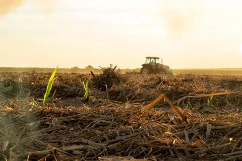 Sugar cane sunset Stock Photos