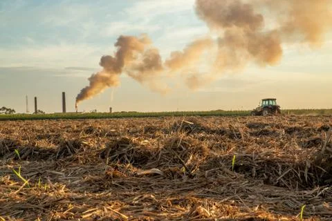 Sugar cane sunset Stock Photos