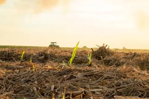 Sugar cane sunset Stock Photos