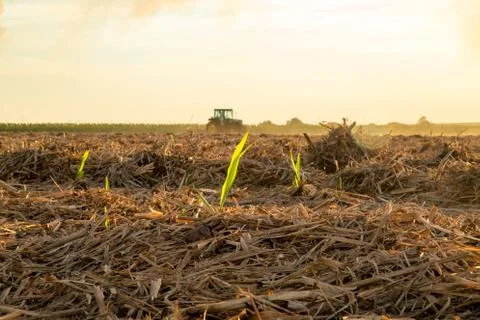 Sugar cane sunset Stock Photos