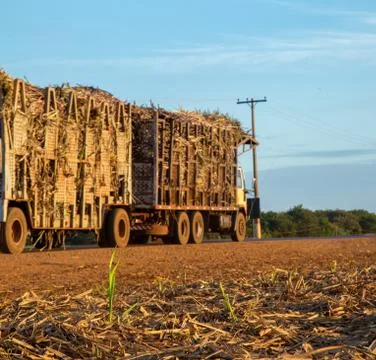 Sugar cane sunset Stock Photos