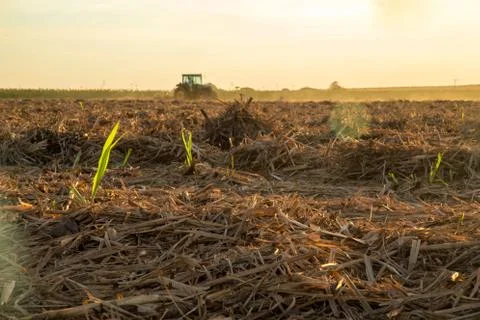 Sugar cane sunset Stock Photos