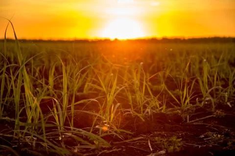 Sugar cane sunset Stock Photos