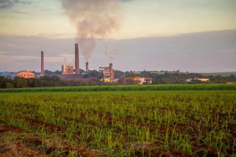 Sugar cane sunset Stock Photos