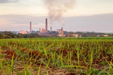 Sugar cane sunset Stock Photos