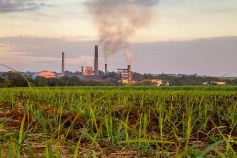 Sugar cane sunset Foto stock