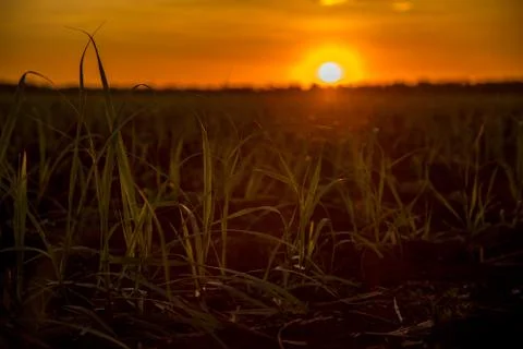 Sugar cane sunset Stock Photos