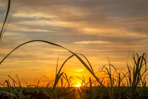 Sugar cane sunset Stock Photos