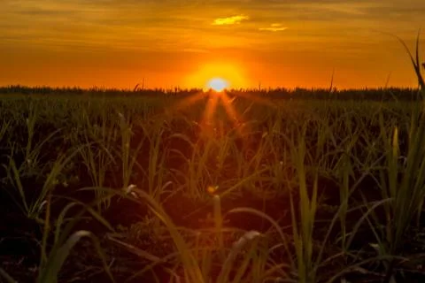 Sugar cane sunset Stock Photos