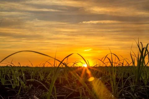Sugar cane sunset Foto stock