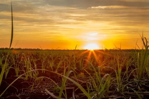 Sugar cane sunset Stock Photos