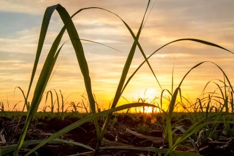 Sugar cane sunset Stock Photos